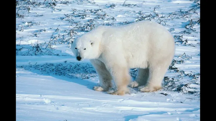 Cool Air A/C & Heating, LLC Picture 5