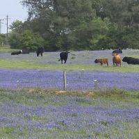 Texcellent A/C Service ico