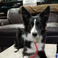 Steele's Heating & Air Conditioning ico