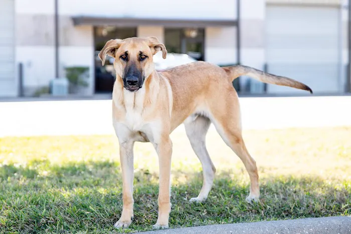 Cornerstone AC & Heating Picture 4