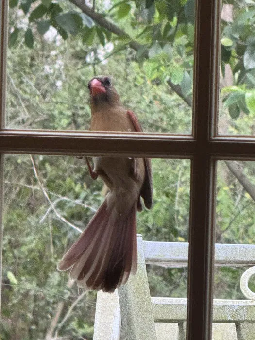 Red Star Cooling & Heating Picture 7