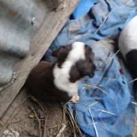 C & R Refrigeration ico