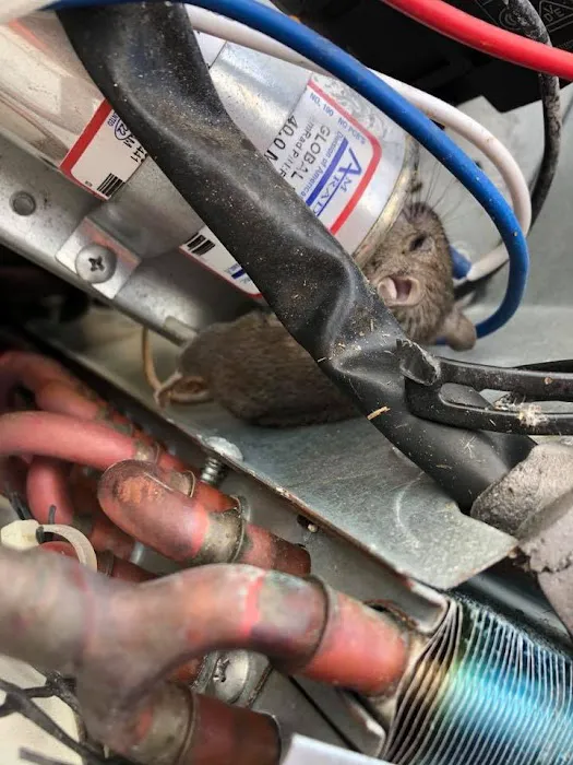 Diamond Air Picture 7