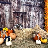 AirOne Heating and Air Conditioning ico