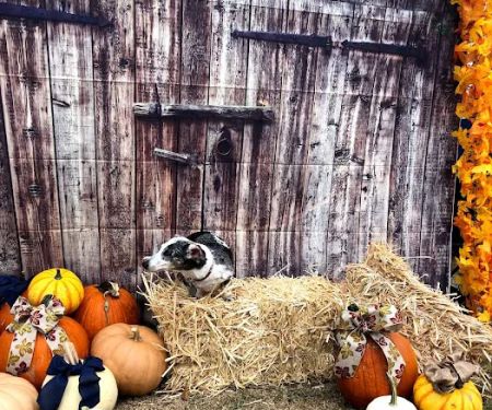 AirOne Heating and Air Conditioning