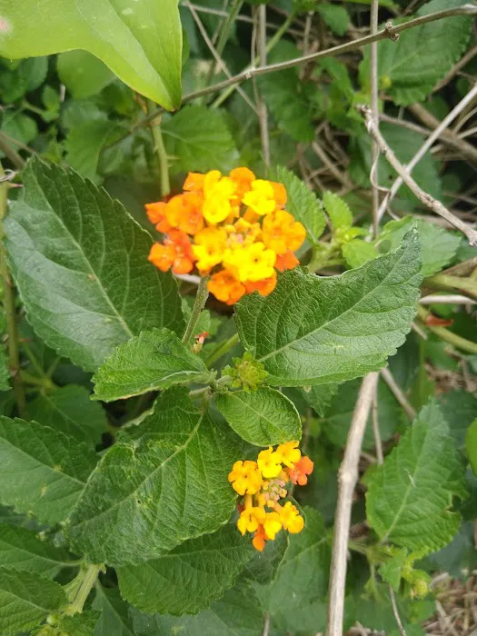 Dickey's A/C Picture 4