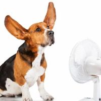 Trust Air Heating and Air Conditioning ico