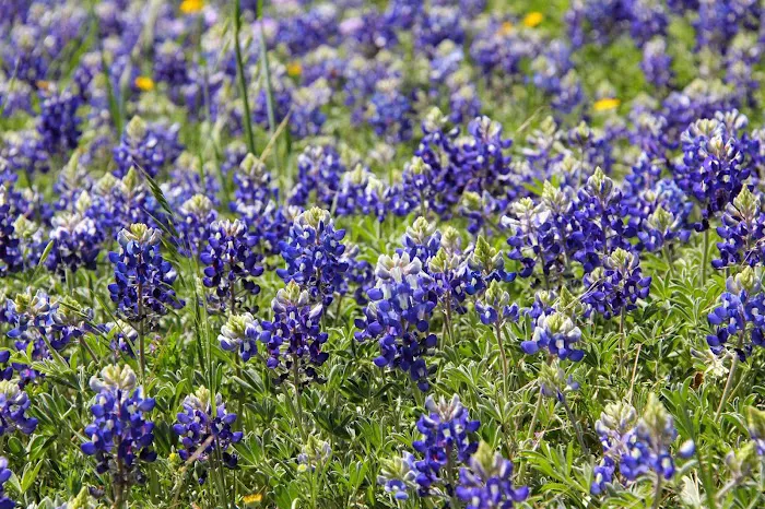 Bluebonnet HVAC Picture 1