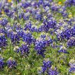 Bluebonnet HVAC