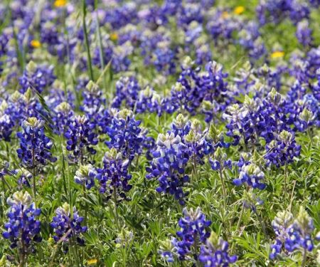 Bluebonnet HVAC