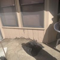 Lets fix it Dallas ico