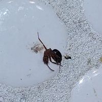 Luna's Heating & Air ico