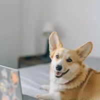 Quigley Heating & Air Conditioning ico