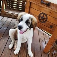 Joe Cool's Cooling & Heating ico