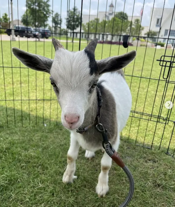 Goat Air Picture 10