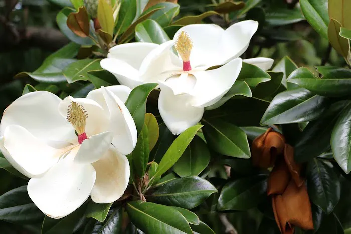 Magnolia Plumbing, Heating & Cooling Picture 5