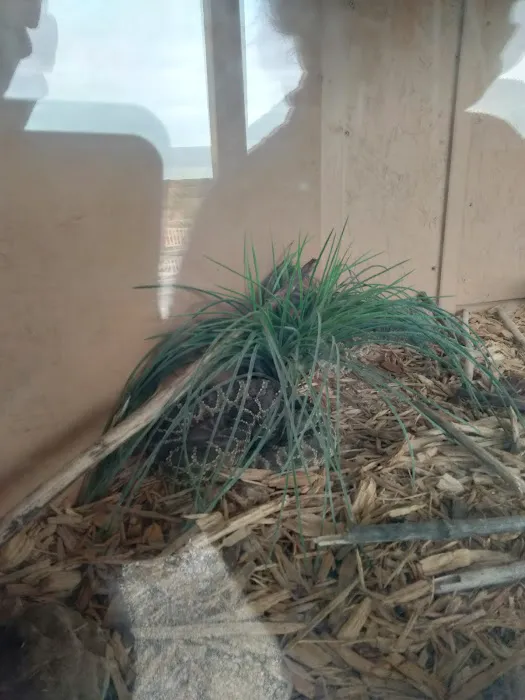 Rey's Auto Repair Picture 2