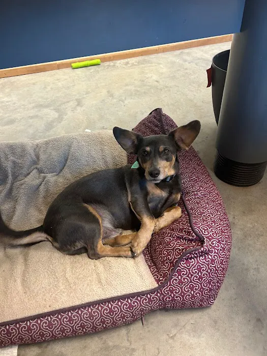 Ozark Mountain Air Picture 8