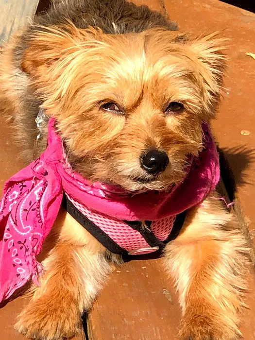 Mountain Air of North GA Picture 8