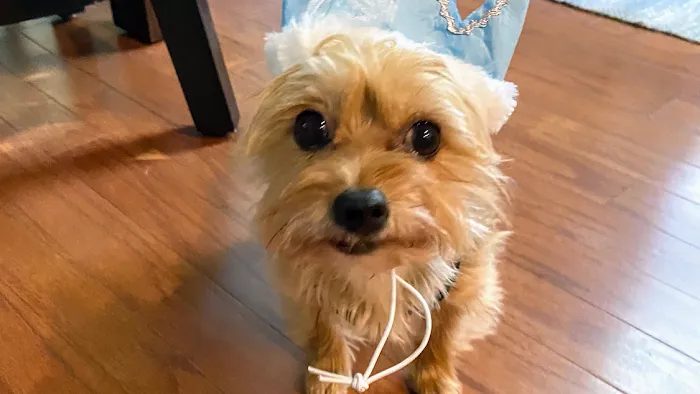 Mountain Air of North GA Picture 9