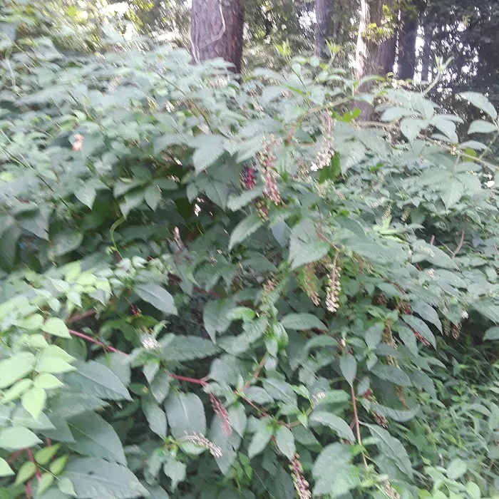 Mo Skeeter's Repairs, Inc Picture 1