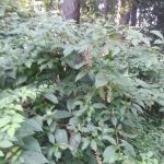 Mo Skeeter's Repairs, Inc