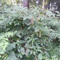 Mo Skeeter's Repairs, Inc ico