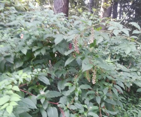 Mo Skeeter's Repairs, Inc