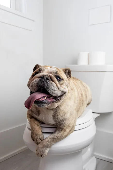 Blue Collars 24hr Plumbing & HVAC Picture 3