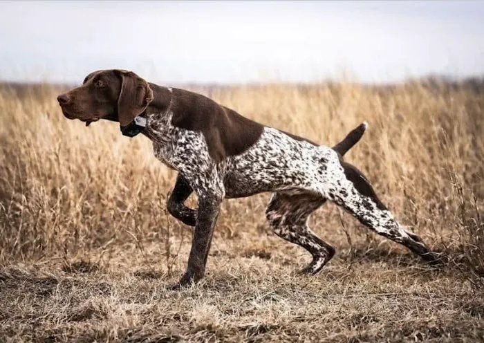 Pointer Cooling and Heating Picture 4