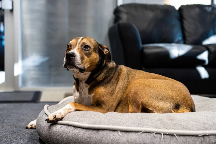 Dipple Plumbing, Electrical, Heating & Air Picture 6