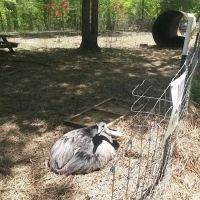 Tim Jones Heating & Cooling ico