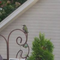 Chenault Heating & Cooling ico