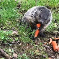 Mountain Service Heating & Air ico