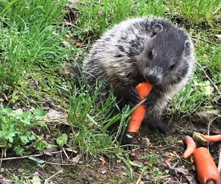 Mountain Service Heating & Air