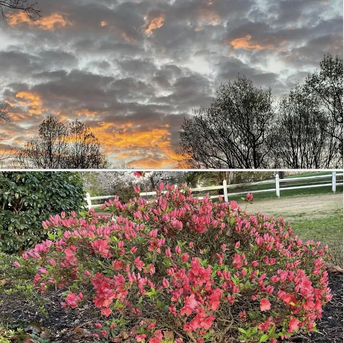 EcoGreen Home Services Picture 5