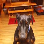 Heating and Air Conditioning