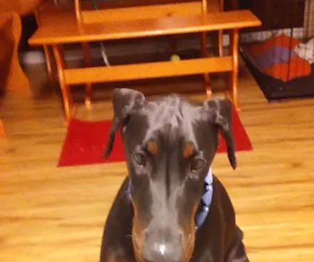 Heating and Air Conditioning