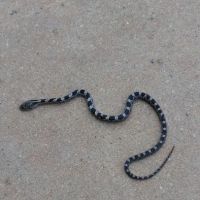 Medley Electric Co Inc ico