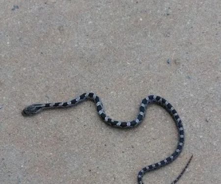 Medley Electric Co Inc