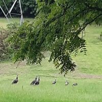 Action Cooling & Heating ico