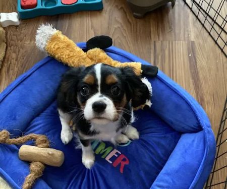 Donelson Air Service Experts