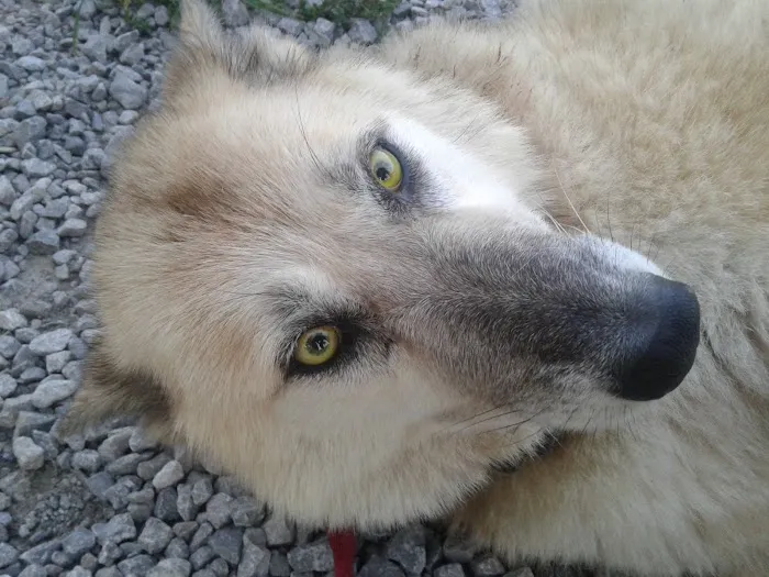 West Side Electric Service Picture 5