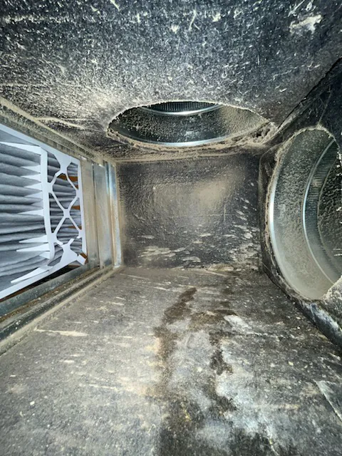 Complete Clean Picture 1