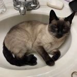 Dial First Heating & Cooling