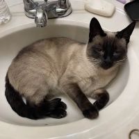 Dial First Heating & Cooling ico