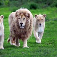 Bell Refrigeration , Restaurant,Refrigerator and Appliance Repair Shop&Service ico