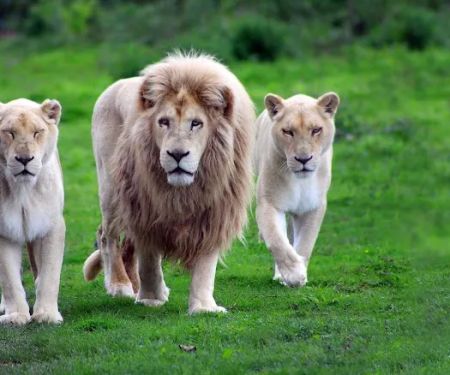 Bell Refrigeration , Restaurant,Refrigerator and Appliance Repair Shop&Service