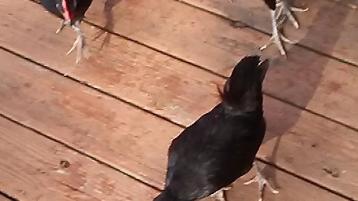 Mike Shouse Heating Cooling & Electric llc Picture 1