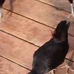 Mike Shouse Heating Cooling & Electric llc